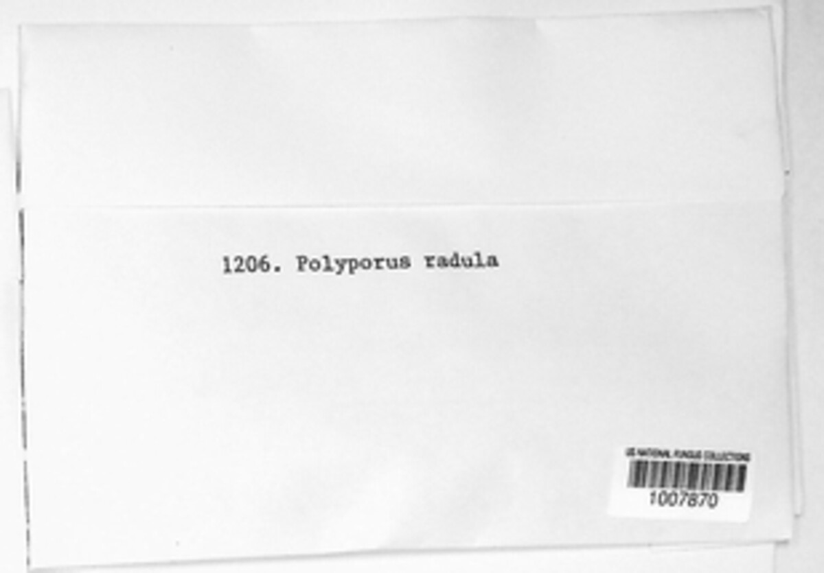 Polyporus radula image